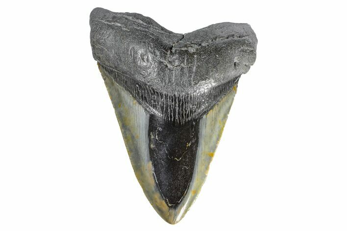 Fossil Megalodon Tooth - Polished Blade #165055